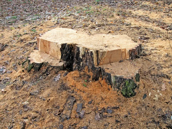 Grande toco de árvore de madeira, conceito de estresse ecológico florestal — Fotografia de Stock