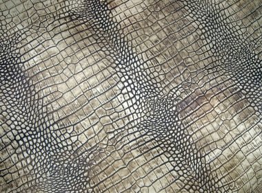 White crocodile skin texture, danger closeup. clipart