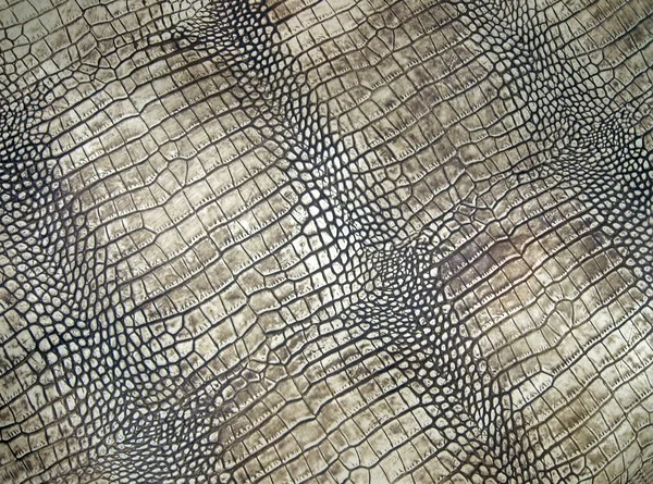 White crocodile skin texture, danger closeup. — Stock Photo, Image
