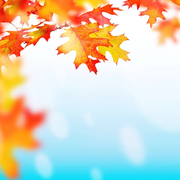Achtergrond voor ontwerp op een thema van de herfst — Stockfoto