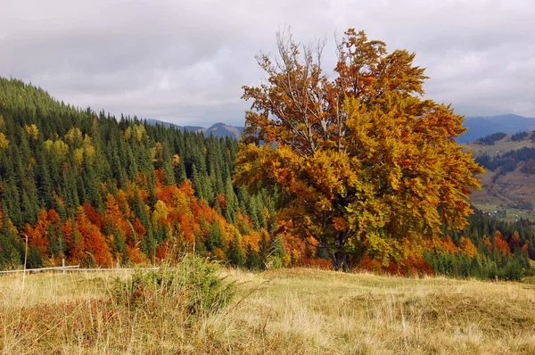 stock image Autumn landscape