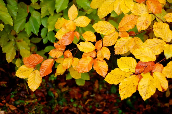 Jesienią drewna — Zdjęcie stockowe