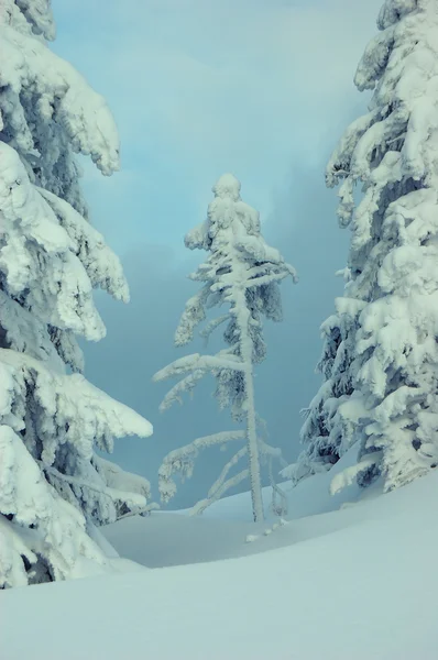 Paisaje invernal con nieve en las montañas —  Fotos de Stock