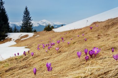 Spring landscape. Flowers and snow in mountains