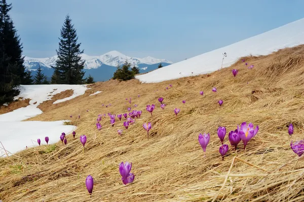 Spring landscape. Flowers and snow in mountains — Stock Photo, Image