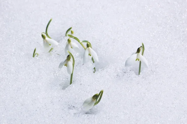 De första blommorna snödroppar — Stockfoto