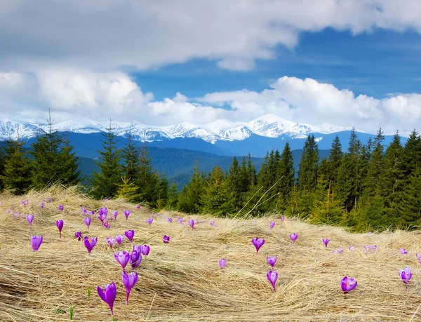 Crocus fleurissant dans les montagnes — Photo