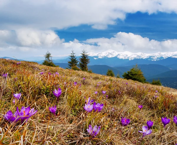 Crocuses blossoming in mountains — Stock Photo, Image