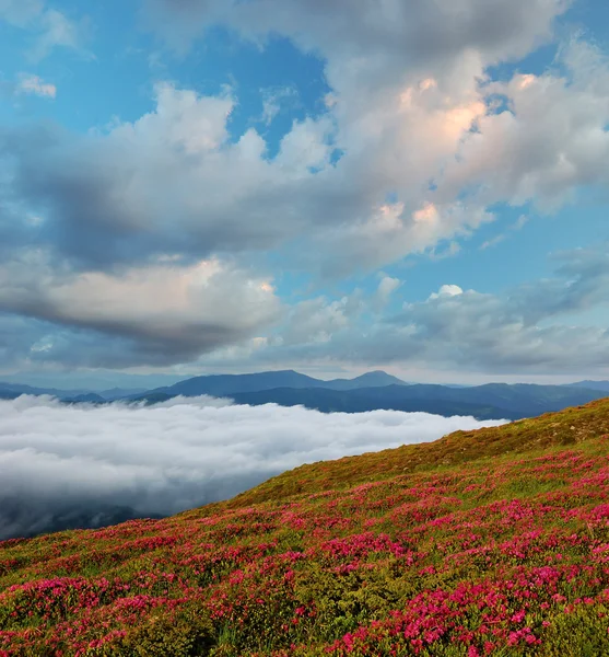 Blossoming rhododendron in mountains Carpathians, Ukraine. — Stock Photo, Image