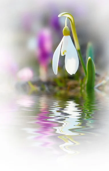 Many Blossoming Snowdrops Crocuses Early Spring — Stock Photo, Image