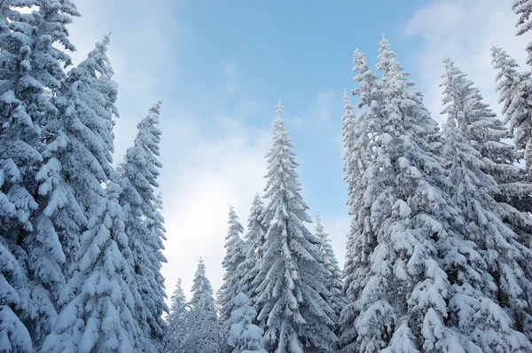 Paisagem Inverno Com Neve Nas Montanhas Cárpatos Ucrânia — Fotografia de Stock