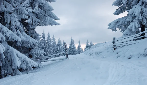 산악 지대의 겨울 풍경 — 스톡 사진