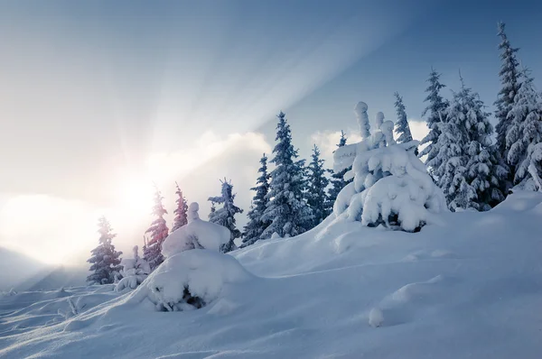 Krajobraz Zimy Śniegiem Gór Karpat Ukraina — Zdjęcie stockowe