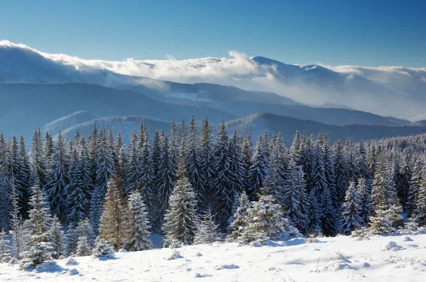 Paisagem Inverno Com Neve Nas Montanhas Cárpatos Ucrânia — Fotografia de Stock