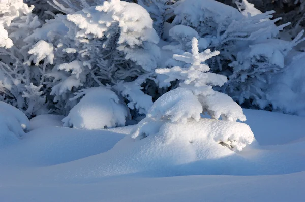 Zimní Krajina Pod Sněhem Pohoří Karpaty Ukrajina — Stock fotografie