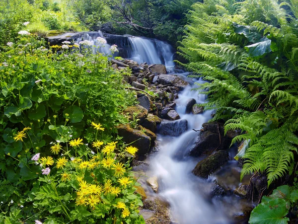 Yellow flowers near a mountain stream — Stock Photo, Image