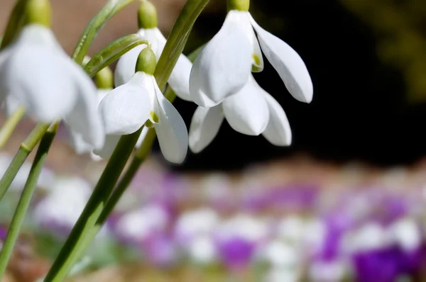 Primeiras Flores Primavera Crocos Gotas Neve — Fotografia de Stock