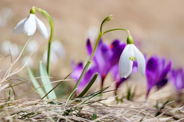 Die Ersten Frühlingsblumen Krokusse Und Schneeglöckchen — Stockfoto
