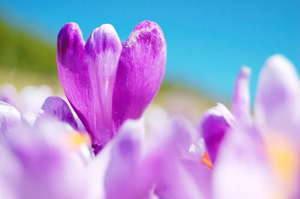 Pierwsze Kwiaty Krokusy Kwitnąć Tak Szybko Jak Śnieg Schodzi — Zdjęcie stockowe