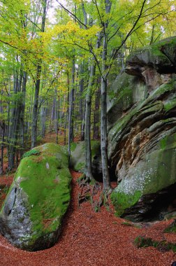 ağaçları ve kayaları mountain ahşap. Karpatlar, Ukrayna