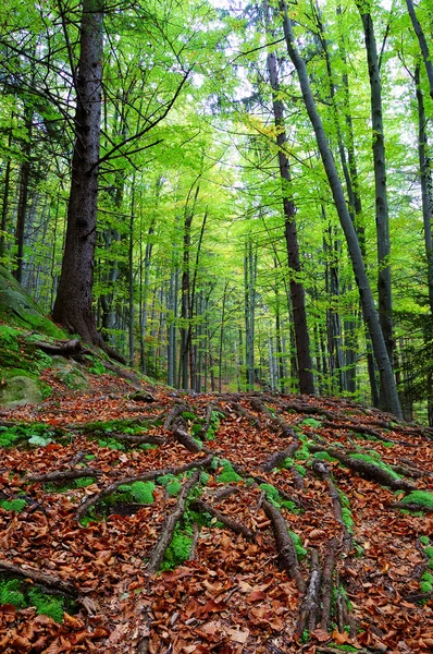 Bäume und Felsen im Wald — Stockfoto