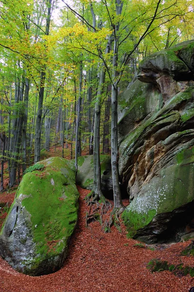 Деревья Камни Горном Лесу Карпаты Украина — стоковое фото