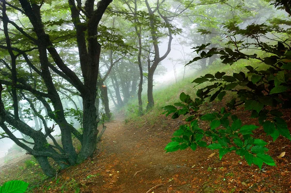 Madeira Faia Montesa Com Nevoeiro Ucrânia Crimeia — Fotografia de Stock