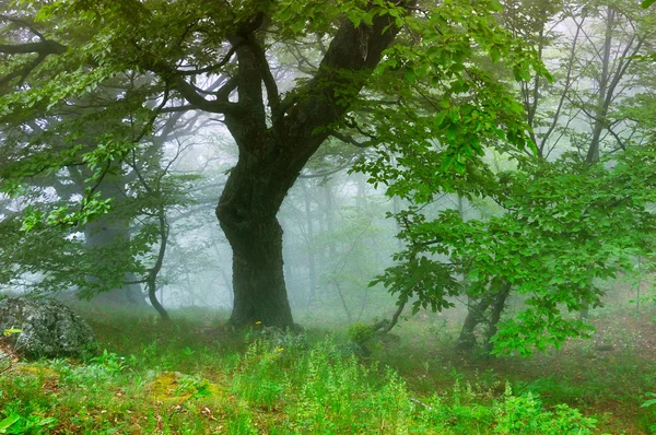 Węgel Drewniany Drewno Góra Mgły Ukraina Krym — Zdjęcie stockowe