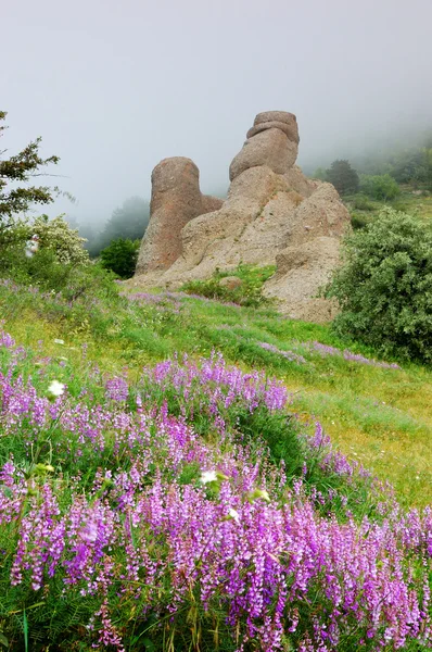 Цветы и скалы в горах — стоковое фото