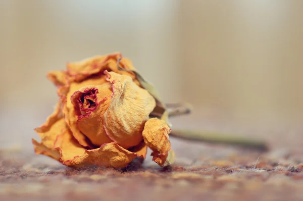 Faded rose — Stock Photo, Image