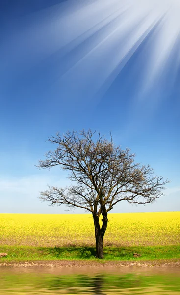 Shine v nebi a strom poblíž pole žluté řepky na Ukrajině. — Stock fotografie