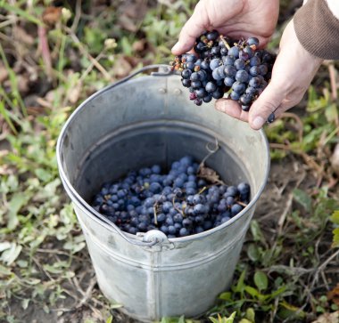 A pail is laden with Moldova S101 grapes ready to make wine in S clipart