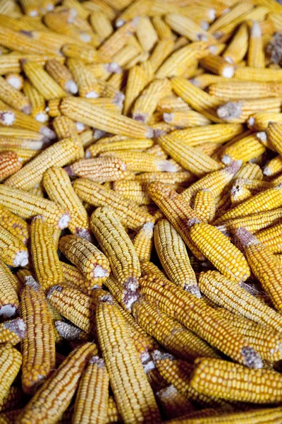 Vista en el maíz. Foto de fondo . — Foto de Stock