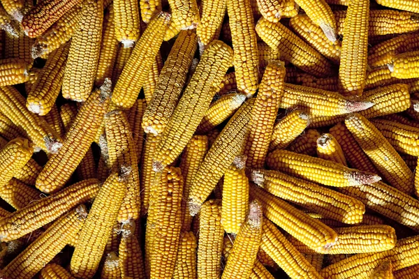 Vista en el maíz. Foto de fondo . —  Fotos de Stock