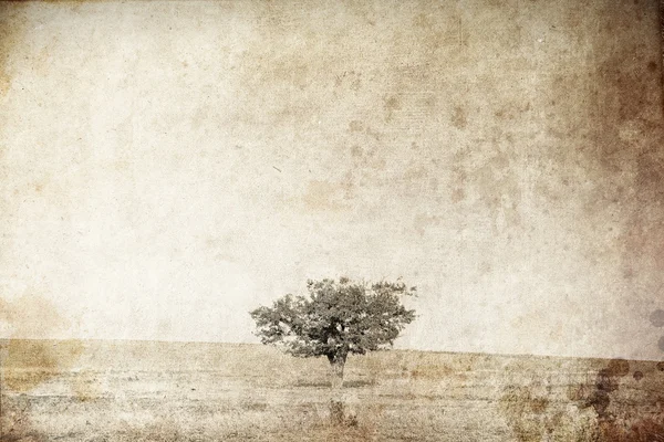 Baum im Sommerfeld. Foto im alten Bildstil. — Stockfoto