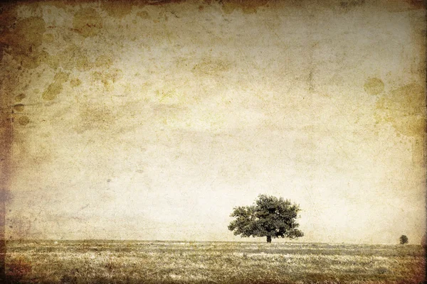 Дерево в летнем поле. Фото в старом стиле . — стоковое фото