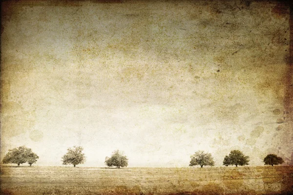 Trees in the summer field. Photo in old image style. — Stock Photo, Image