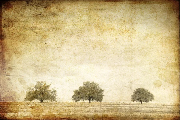Bäume im Sommerfeld. Foto im alten Bildstil. — Stockfoto