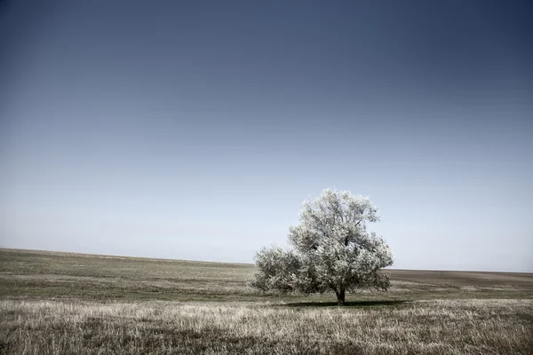 Baum im Sommerfeld. schwarz und dunkelblau. — Stockfoto