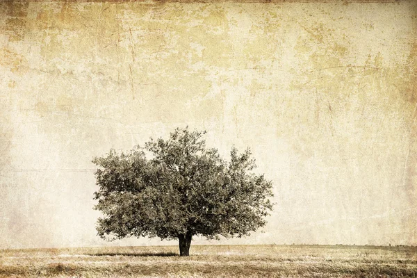 여름 필드에서 나무입니다. 오래 된 이미지 스타일 사진. — 스톡 사진