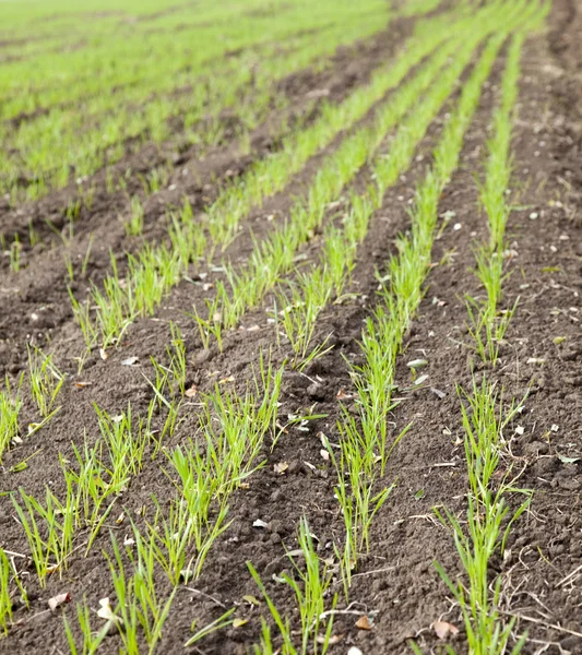 Осіннє поле озимої пшениці крупним планом — стокове фото