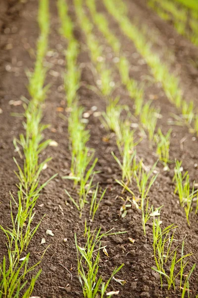 stock image Autumn field of winter wheat close up view