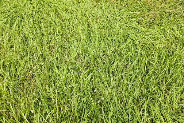 Naturalne zielona trawa jesień. Zdjęcie z wysoki punkt na tle — Zdjęcie stockowe