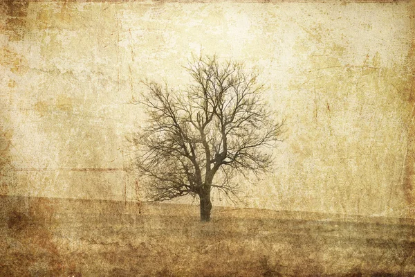 Дерево на осеннем поле . — стоковое фото