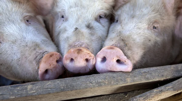 Cerdos de aldea ucranianos . —  Fotos de Stock