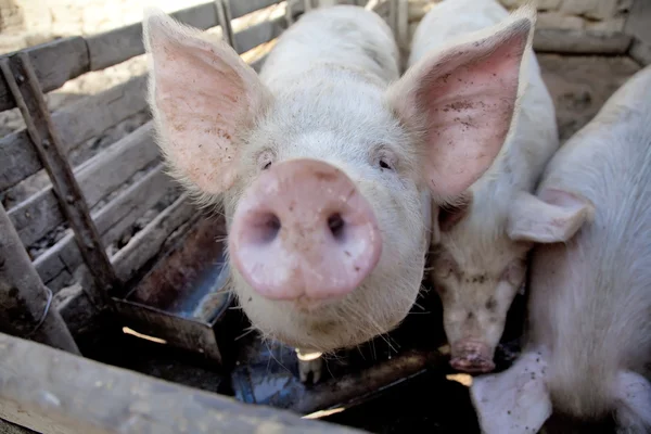 Cerdos de aldea ucranianos . —  Fotos de Stock