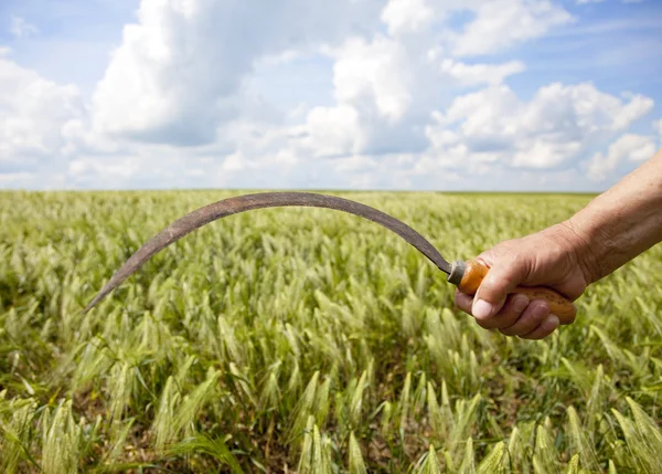 Рука держит серп над пшеничным полем . — стоковое фото