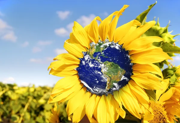 Aarde in voorjaar zonnebloem. — Stockfoto