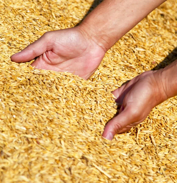 Les mains de l'agriculteur gardant la récolte de blé . — Photo