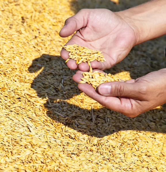 Руки фермера хранят урожай пшеницы . — стоковое фото